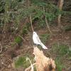 A gray jay